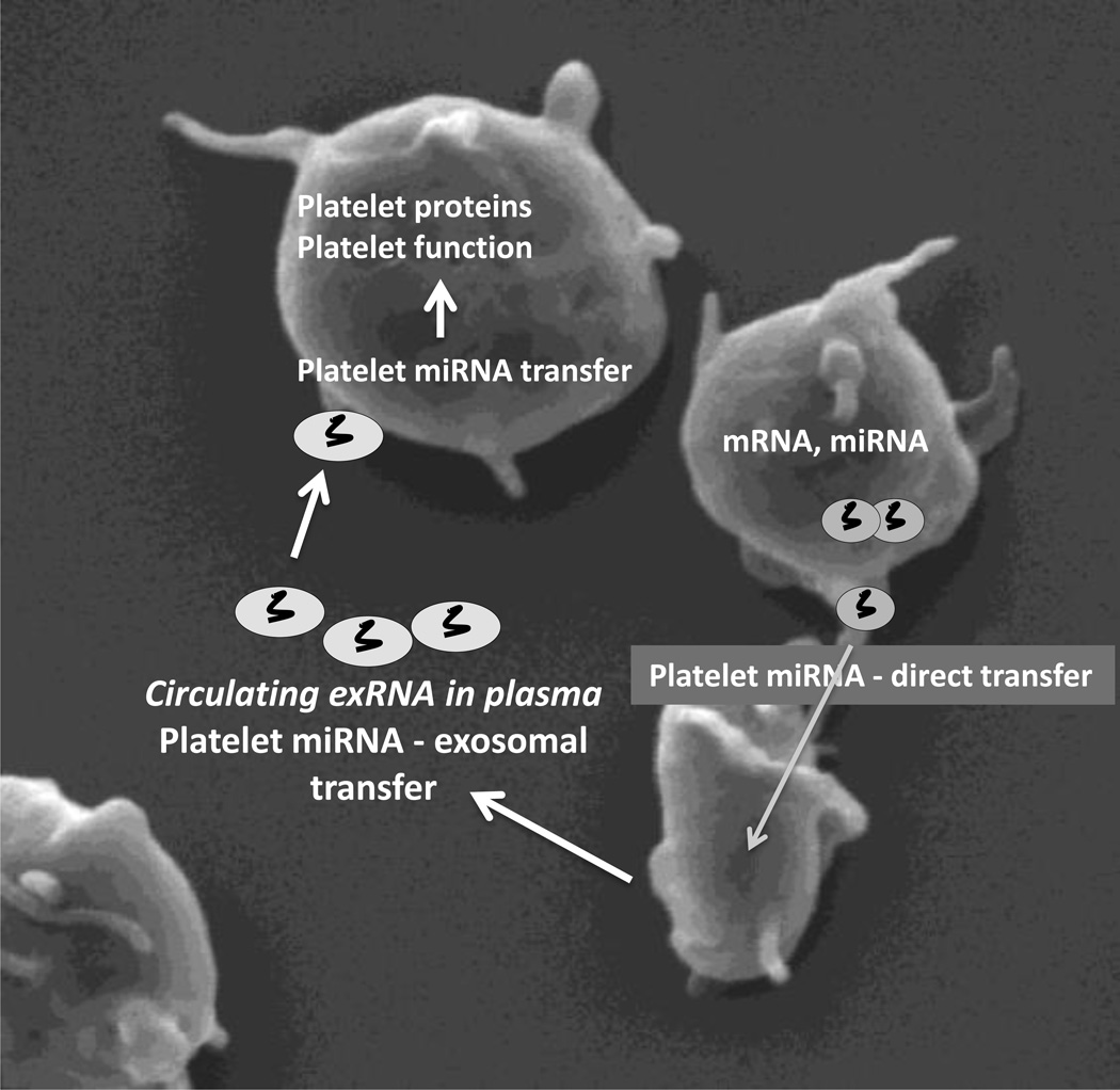 The Connection Between Plasma and Platelet microRNAs