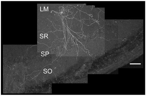 Fig. 3.