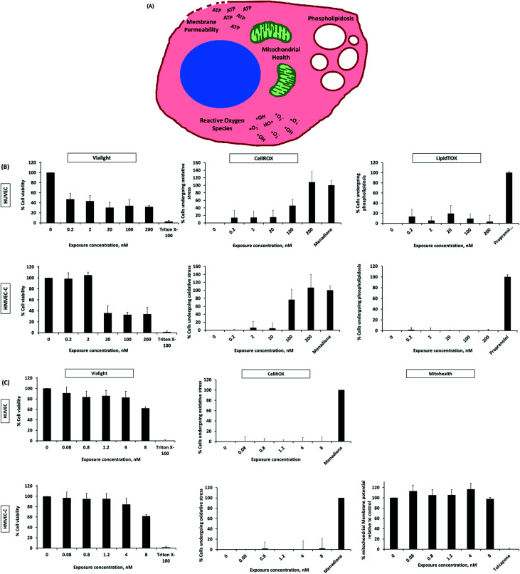 Fig. 6