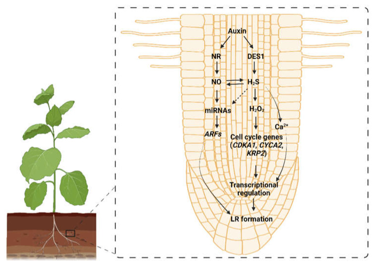 Figure 5