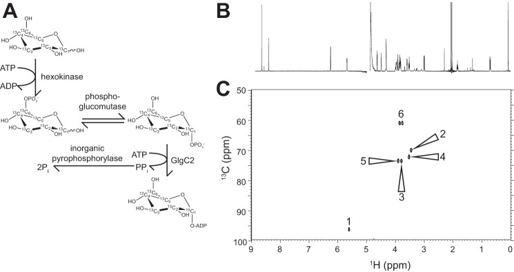 FIGURE 5.