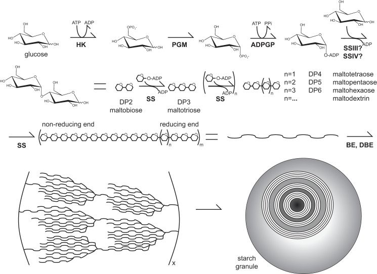 FIGURE 1.