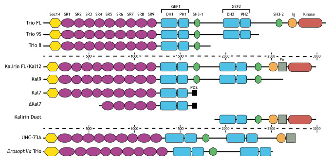 Box 1. Isoforms of the Trio family proteins