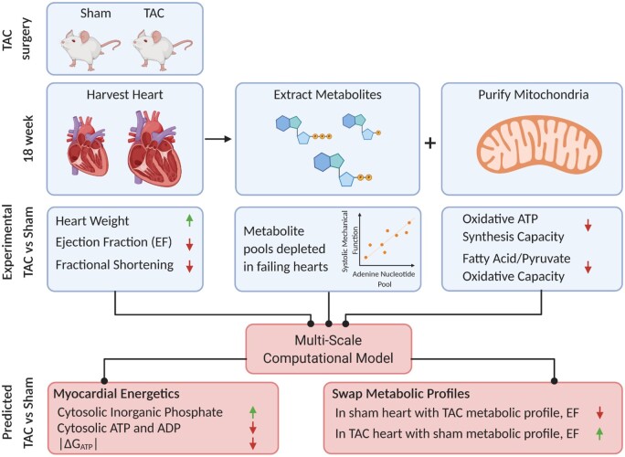 Graphical Abstract