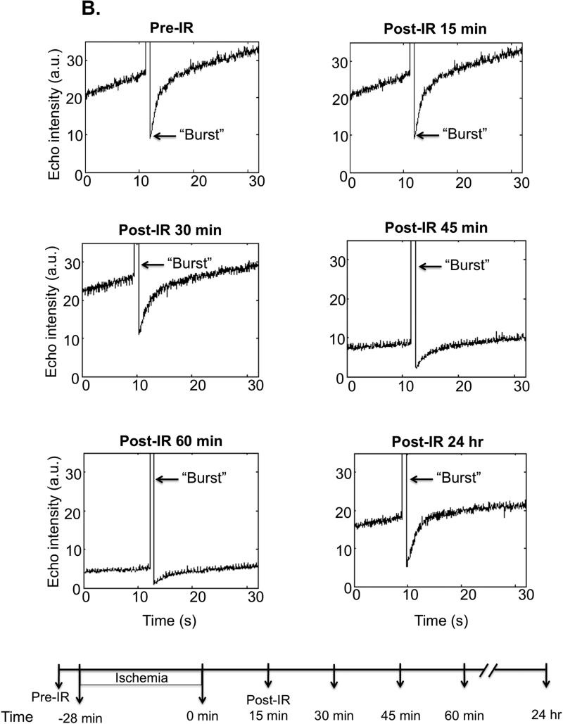 Figure 2B