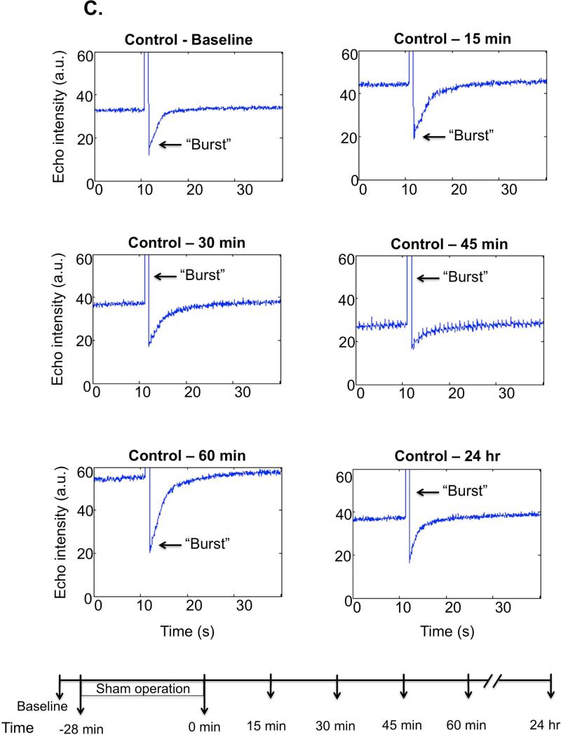 Figure 2C