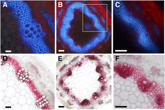 Fig. 7