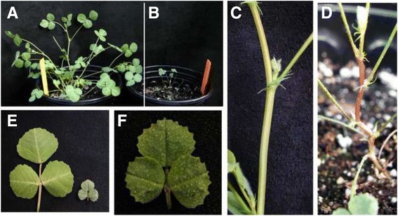 Fig. 8