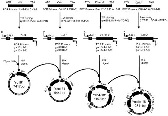 FIG. 2.