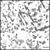 F<sc>igure</sc> 1.