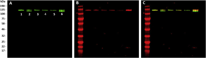 Fig. 6