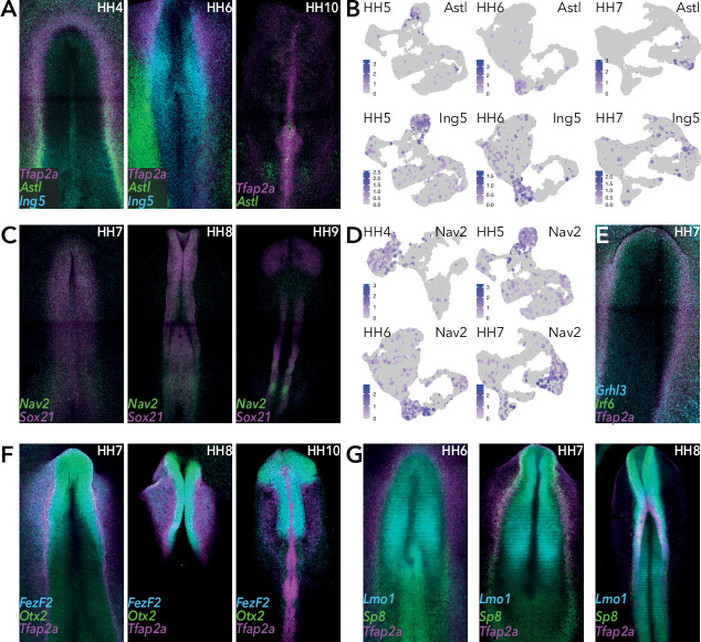 Figure 3—figure supplement 1.