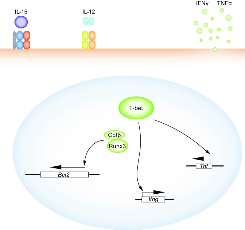 Figure 4