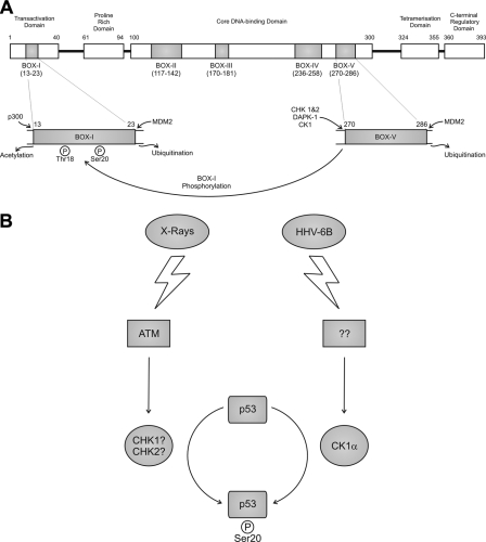 FIGURE 13.