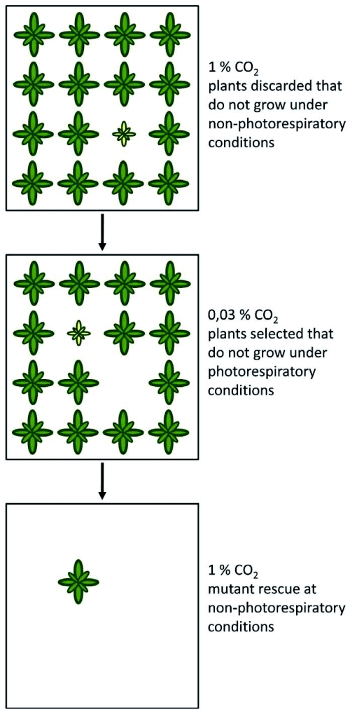 Figure 2: