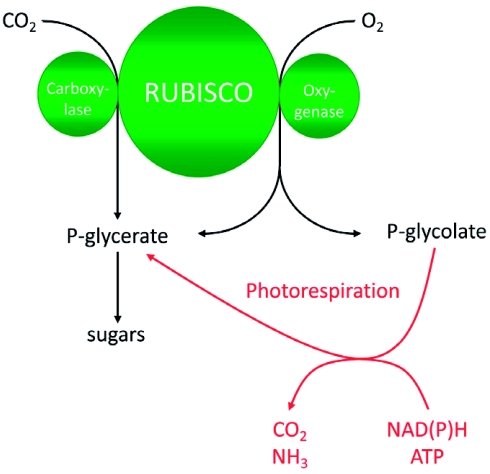 Figure 1: