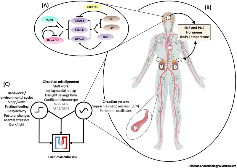 Figure 1: