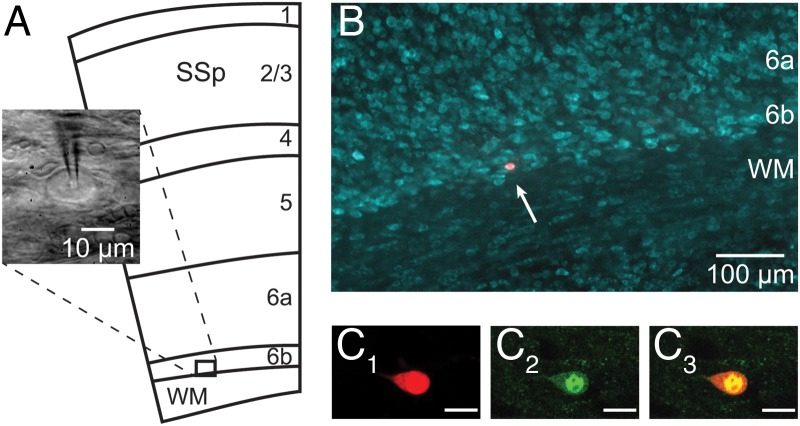 Figure 1.