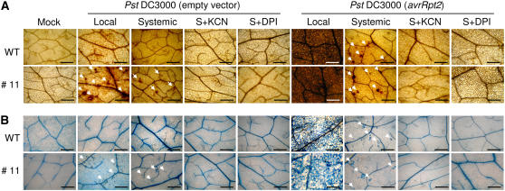 Figure 11.