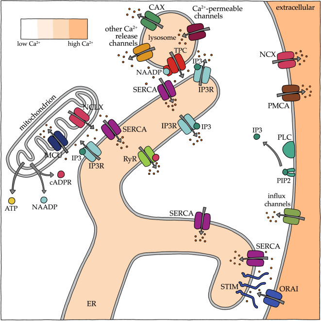 Figure 1.