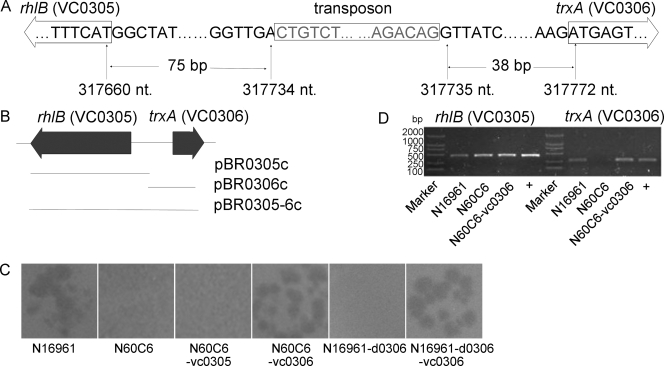 FIG. 2.