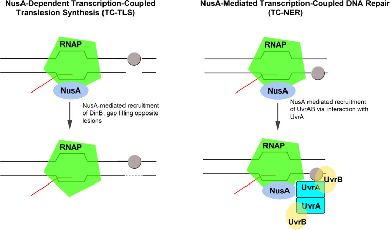 Fig. 4