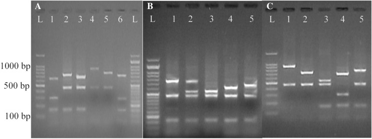 Fig. 2