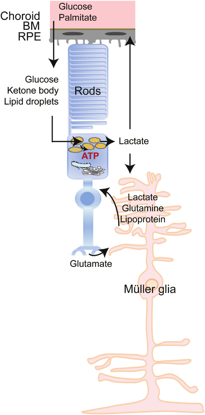 Fig. 3