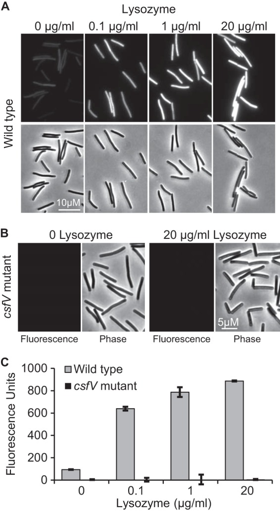 FIG 5