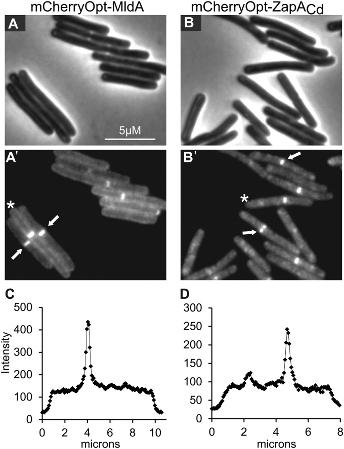 FIG 4