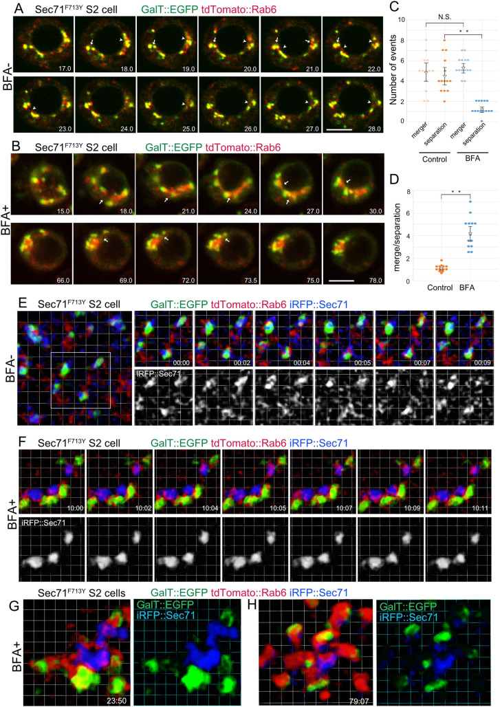 Fig. 4. Live imaging of BFA body formation. (A,B) Frames from time-lapse movies of BFA-hypersensitive S2 cells carrying the Sec71F713Y substitution, and also expressing GalT::EGFP (green) and tdTomato::Rab6 (red) with (B) or without 25 μM BFA treatment (A) observed by confocal microscopy. Numbers at right bottom corners indicate the time (min) after BFA addition (B) or start point of time-lapse observation (A). Arrows or arrowheads indicate mergers or separations of TGN of two or more Golgi stacks. (C) Quantifications of mergers or separations of TGNs in untreated (left) and BFA-treated S2 cells (right). (D) Ratios of mergers to separations of TGNs in untreated (left) and BFA-treated (right) S2 cells carrying the Sec71F713Y substitution. Error bars show mean±s.d. (E–H) Frames of time-lapse movies of S2 cells carrying the BFA-hypersensitive Sec71F713Y substitution, also expressing GalT::EGFP (green), tdTomato::Rab6 (red) and iRFP::Sec71 (blue) with (F–H) or without 25 μM BFA treatment (E) observed by SCLIM. Numbers at the right bottom corners indicate the time (min:sec) after BFA addition (F–H) or start point of time-lapse observation (E). Scale bars: 5 μm (A,B); Grid: 1 μm (E–H). **P<0.01, N.S., not significant (unpaired two-tailed Student's t-test).