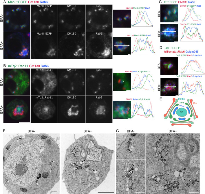 Fig. 1. BFA induces the formation of BFA bodies. (A,B) Left, representative immunostaining of S2 cells expressing ManII::EGFP (A) or mTq2::Rab11 (B) (green) incubated without (upper panels) or with 50 μM BFA (lower panels) with anti-GM130 (red) and anti-Rab6 (blue) antibodies. Right panels, plots of signal intensities from image to the left. Signal intensities were measured along the 1.5 µm (upper) or 5 µm (lower) arrows shown in inset. Graphs show the overlap between channels. (C,D) Left pictures are immunostaining of S2 cells expressing ST::EGFP (green) (C) or GalT::EGFP (green) and tdTomato::Rab6 (red) (D) incubated without (upper panels) or with 50 μM BFA (lower panels) by anti-GM130 (red) and anti-Rab6 (blue) antibodies (C) or by anti-Golgin245 antibody (blue) (D). Right plots of signal intensities from image on the left. Signal intensity was measured along the 1.5 µm (upper) or 5 µm (lower) arrow in inset, graph shows the overlap between channels. (E) Schematic of the structure of a BFA body. (F,G) Electron micrographs of S2 cells expressing GalT::APEX2::EGFP without or with 50 μM BFA. GalT::APEX2::EGFP was visualized by osmium-enhanced DAB-depositions. Scale bars: 5 μm (A,B, left panels), 1 μm (A,B, right panels, C,D), 2 μm (F), and 500 nm (G).