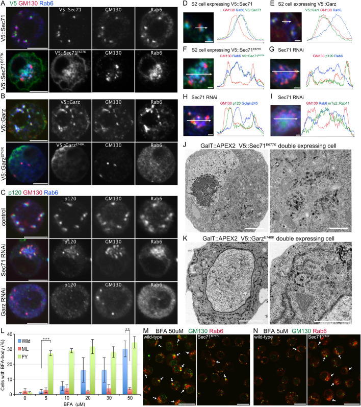 Fig. 2. Sec71 is the only BFA target in BFA body formation in S2 cells. (A) Immunostaining of cells expressing V5::Sec71 (upper panels) or V5::Sec71E677K (lower panels) by anti-V5 (green), anti-GM130 (red), and anti-Rab6 (blue) antibodies. (B) Immunostaining of cells expressing V5::Garz (upper panels) or V5::GarzE740K (lower panels) by anti-V5 (green), anti-GM130 (red), and anti-Rab6 (blue) antibodies. (C) Immunostaining of cells transfected with double-stranded RNA against Sec71 (panels in middle row) or Garz (lower panels) or not transfected (upper panels) by anti-p120 (green), anti-GM130 (red), and anti-Rab6 (blue) antibodies. (D–I) Left, immunostaining of cells expressing V5::Sec71 (D), V5::Garz (E), V5::Sec71E677K (F), mTq2::Rab11 (green) (I), or transfected with double-stranded RNA against Sec71 (G–I). Anti-V5 (green), anti-GM130 (red), and anti-Rab6 (blue) antibodies (D–F). Anti-p120 (green), anti-GM130 (red), and anti-Rab6 (blue) antibodies (G). Anti-p120 (green), anti-GM130 (red), and anti-Golgin245 (blue) antibodies (H). Anti-GM130 (red) and anti-Rab6 (blue) antibodies (I). Right, plots of signal intensities from images on the left. Signal intensities were measured along the 1.5 µm (D,E) and 5 µm (F–I) arrows shown in insets. Graphs show the overlap between channels. (J,K) Electron micrographs of cells co-expressing GalT::APEX2::EGFP and V5::Sec71E677K (J) or V5::GarzE740K (K). GalT::APEX2::EGFP was visualized by osmium-enhanced DAB-deposition. (L) Percentages of wild-type, Sec71M717L and Sec71F713Y S2 cells with BFA bodies after 2 h of incubation with 0, 5, 10, 20, 30 and 50 μM BFA. BFA bodies were defined as focused Rab6 staining surrounded by GM130 staining. Results are mean±s.d. for n>250 in three independent experiments. (M) Immunostaining of wild-type cells (left) and genome-edited cells expressing BFA-resistant mutant Sec71M717L (right) treated with 50 μM BFA by anti-GM130 (green) and anti-Rab6 (red) antibodies. (N) Immunostaining of wild-type cells (left) and genome-edited cells with BFA-hypersensitive mutant Sec71F713Y (right) treated with 5 μM BFA with anti-GM130 (green) and anti-Rab6 (red) antibodies. Scale bars: 5 μm (A–C), 1 μm (D–I), 2 μm (J,K, left), 500 nm (J,K, right), 20 μm (M,N). **P<0.01, ***P<0.001 (unpaired two-tailed Student's t-test).