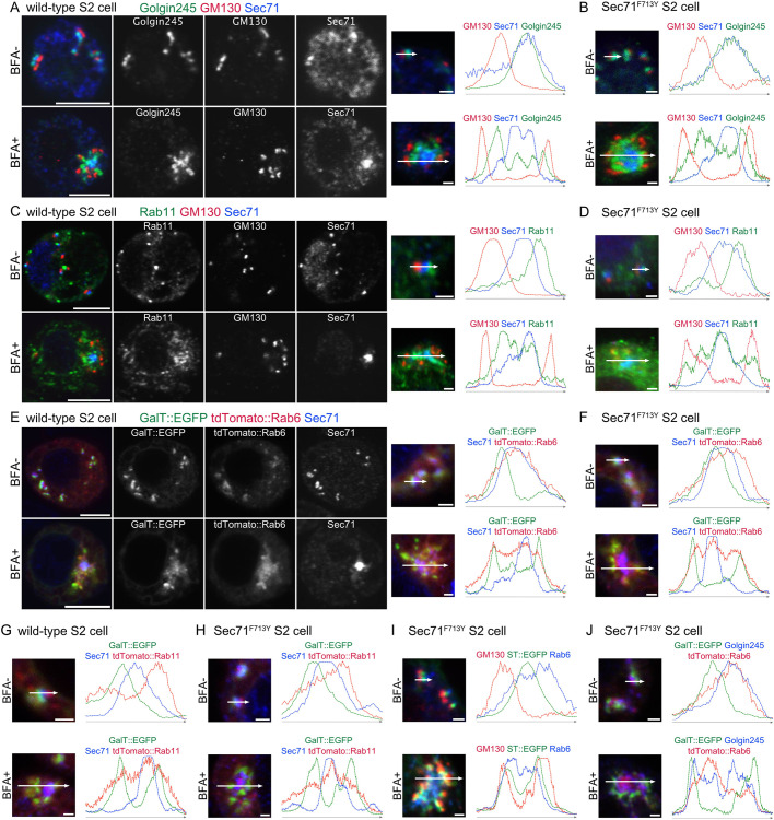 Fig. 3. Sec71 is localized to the center of the BFA body. Immunostaining and plots of signal intensities from wild-type (A,C,E,G) and Sec71F713Y S2 cells (B,D,F,H–J). Right, plots of signal intensities from images on the left. Signal intensities were measured along the 1.5 µm (upper panels) and 5 µm (lower panels) arrows shown in insets. In all panels, cells not treated with BFA are shown in the upper row and BFA-treated cells are shown in the lower row. 50 μM and 25 μM BFA was used for the wild-type cells and Sec71F713Y S2 cells, respectively. (A,B) Immunostaining with anti-Golgin245 (green), anti-GM130 (red), and anti-Sec71 (blue) antibodies. (C,D) Immunostaining with anti-Rab11 (green), anti-GM130 (red), and anti-Sec71 (blue) antibodies. (E,F) S2 cells expressing GalT::EGFP (green) and tdTomato::Rab6 (red) immunostained with anti-Sec71 (blue) antibody. (G,H) S2 cells expressing GalT::EGFP (green) and tdTomato::Rab11 (red) immunostained with anti-Sec71 (blue) antibody. (I) S2 cells expressing ST::EGFP (green) immunostained with anti-GM130 (red) and anti-Rab6 (blue) antibodies. (J) S2 cells expressing GalT::EGFP (green) and tdTomato::Rab6 (red) immunostained with anti-Golgin245 (blue) antibody. Scale bars: 5 μm (A,C,E, left panels), 1 μm (A,C,E, right panels, B,D,F,G–J).