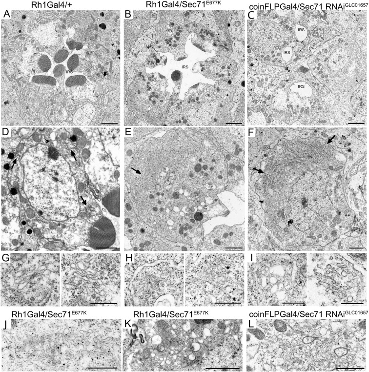 Fig. 7. Tubule networks develop in Sec71-deficient photoreceptors. Electron micrographs of photoreceptors from Rh1-Gal4/+ (A,D,G), Rh1-Gal4/UAS- Sec71E677K (B,E,H,J,K) and coinFLPGal4/UAS-Sec71RNAiGL01657 (C,F,I,L) late-pupal flies. (A–C) Electron micrographs of a single ommatidium. The IRS is small and fragmented in C. (D–F) Electron micrographs of single photoreceptors. Arrows show the ER membrane and the arrowhead shows a Golgi stack. (G–I) Electron micrographs of Golgi stacks or related organelles. (J–L) Electron micrographs of tubules and vesicles observed in Sec71-deficient cells. Scale bars: 2 μm (A–C), 1 μm (D–F), 500 nm (G–L).