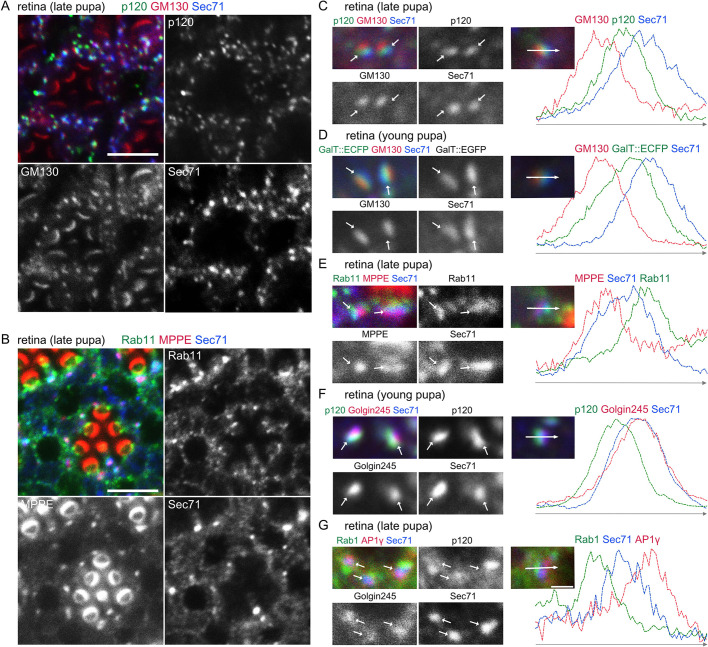 Fig. 5. Sec71 exclusively localizes to TGN in photoreceptors. Immunostaining of retinas dissected from wild-type young and late-pupal flies with (A) anti-p120 (green), anti-GM130 (red) and anti-Sec71 (blue) antibodies; (B) anti-Rab11 (green), a medial-Golgi marker, anti-MPPE (red), and anti-Sec71 (blue) antibodies. Anti-MPPE antibody stains not only the medial Golgi but also the tips of the rhabdomeres. It is not known whether the latter staining represents genuine MPPE localization. (C–G) Left, immunostaining of retinas by the indicated antibodies. GalT::ECFP was expressed in D. Right, plots of signal intensities from images to the left. Signal intensities were measured along the 1.5 µm arrow in the insets; graphs show the overlap between channels. Scale bars: 5 μm (A,B), 1 μm (C–G).