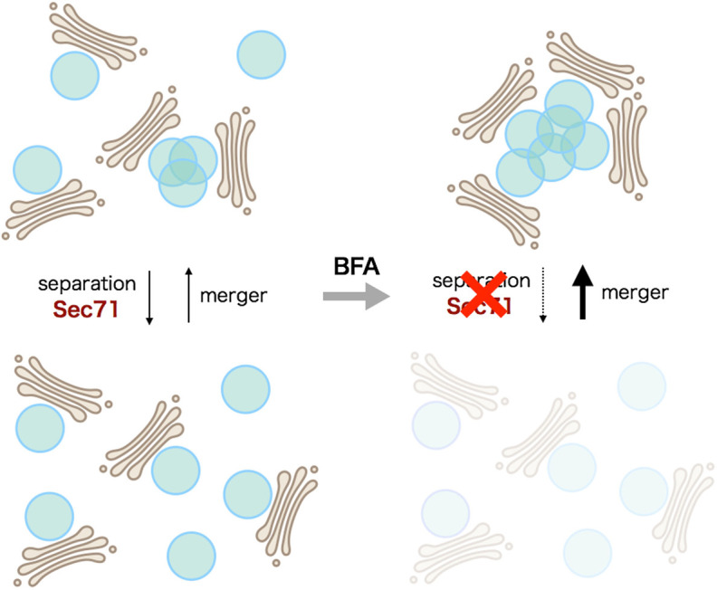 Fig. 8. BFA body formation model. Golgi stacks and TGN/RE are shown in brown and blue, respectively. TGN/RE separations are driven by Sec71, and BFA inhibits Sec71 function. Without BFA, both separations and mergers of TGN/REs occur repeatedly, resulting in Golgi stack-associated TGN/RE being mostly separated in the steady state. After BFA addition, the separation of TGN/RE is greatly decreased, whereas mergers of TGN/RE occur normally, resulting in BFA body formation.