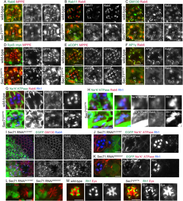 Fig. 6. Basolateral and rhabdomere transport is inhibited in Sec71E677K-expressing photoreceptors. (A–G) Immunostaining of retinas from Rh1-Gal4/+ (upper panels) and Rh1-Gal4/UAS- Sec71E677K (lower panels) late-pupal flies. Sec71E677K is expressed in the R1–6 peripheral photoreceptors (A–C,E–G). Immunostaining of retinas from Rh1-Gal4/UAS-Syx5::myc (upper panels) and Rh1-Gal4/UAS-Syx5::myc, UAS- Sec71E677K (lower panels) late-pupal flies. Sec71E677K is expressed in the R1–6 peripheral photoreceptors (D). Anti-Rab6 (green) and anti-MPPE (red) antibodies (A). Anti-Rab11 (green) and anti-Rab6 (red) antibodies (B). Anti-GM130 (green) and anti-Rab6 (red) antibodies (C). Anti-myc (green) and anti-MPPE (red) antibodies (D). Anti-αCOPI (green) and anti-MPPE (red) antibodies (E). Anti-AP1γ (green) and anti-Rab6 (red) antibodies (F). Anti-Na+K+-ATPase-α (green), anti-Rab6 (red), and anti-Rh1 (blue) antibodies (G). Arrows indicate Golgi stacks in the wild-type cells, and arrowheads indicate the foci of cis-Golgi makers surrounding the medial and late Golgi aggregates. Cytoplasmic accumulation of Rh1 is indicated by asterisks. (H) Immunostaining of retinas from Rh1-Gal4/UAS-Sec71E677K late-pupal flies using anti-Na+K+-ATPase-α (green), anti-Rab6 (red), and anti-Rh1 (blue) antibodies. (I–L) Immunostaining of retinas dissected from Sec71-RNAiGLC01657 (I,J,L, left) or Sec71RNAiHMS00357 (K,L, right) mosaic retinas. GFP marks Sec71-RNAi-expressing cells. Anti-GM130 (red) and anti-Rab6 (blue) antibodies (I). Anti-Na+K+-ATPase-α (red) and anti-Rh1 (blue) antibodies (J,K). Anti-Eys antibody (red) (L), Arrows indicate Golgi stacks in the wild-type cells, and arrowheads indicate the foci of cis-Golgi makers surrounding Golgi aggregates. (M) Immunostaining of retinas from Rh1-Gal4/+ (left) and Rh1-Gal4/UAS- Sec71E677K (right) late-pupal flies. Sec71E677K is expressed in the R1–6 peripheral photoreceptors. Anti-Rh1 (green) and anti-Eys (red) antibodies. Cytoplasmic accumulation of Rh1 and Eys is indicated by asterisks. Scale bars: 5 μm (A–G), 2 μm (H), 50 μm (I, upper), 5 μm (I, lower, J–M).