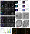 Fig. 2. Sec71 is the only BFA target in BFA body formation in S2 cells. (A) Immunostaining of cells expressing V5::Sec71 (upper panels) or V5::Sec71E677K (lower panels) by anti-V5 (green), anti-GM130 (red), and anti-Rab6 (blue) antibodies. (B) Immunostaining of cells expressing V5::Garz (upper panels) or V5::GarzE740K (lower panels) by anti-V5 (green), anti-GM130 (red), and anti-Rab6 (blue) antibodies. (C) Immunostaining of cells transfected with double-stranded RNA against Sec71 (panels in middle row) or Garz (lower panels) or not transfected (upper panels) by anti-p120 (green), anti-GM130 (red), and anti-Rab6 (blue) antibodies. (D–I) Left, immunostaining of cells expressing V5::Sec71 (D), V5::Garz (E), V5::Sec71E677K (F), mTq2::Rab11 (green) (I), or transfected with double-stranded RNA against Sec71 (G–I). Anti-V5 (green), anti-GM130 (red), and anti-Rab6 (blue) antibodies (D–F). Anti-p120 (green), anti-GM130 (red), and anti-Rab6 (blue) antibodies (G). Anti-p120 (green), anti-GM130 (red), and anti-Golgin245 (blue) antibodies (H). Anti-GM130 (red) and anti-Rab6 (blue) antibodies (I). Right, plots of signal intensities from images on the left. Signal intensities were measured along the 1.5 µm (D,E) and 5 µm (F–I) arrows shown in insets. Graphs show the overlap between channels. (J,K) Electron micrographs of cells co-expressing GalT::APEX2::EGFP and V5::Sec71E677K (J) or V5::GarzE740K (K). GalT::APEX2::EGFP was visualized by osmium-enhanced DAB-deposition. (L) Percentages of wild-type, Sec71M717L and Sec71F713Y S2 cells with BFA bodies after 2 h of incubation with 0, 5, 10, 20, 30 and 50 μM BFA. BFA bodies were defined as focused Rab6 staining surrounded by GM130 staining. Results are mean±s.d. for n>250 in three independent experiments. (M) Immunostaining of wild-type cells (left) and genome-edited cells expressing BFA-resistant mutant Sec71M717L (right) treated with 50 μM BFA by anti-GM130 (green) and anti-Rab6 (red) antibodies. (N) Immunostaining of wild-type cells (left) and genome-edited cells with BFA-hypersensitive mutant Sec71F713Y (right) treated with 5 μM BFA with anti-GM130 (green) and anti-Rab6 (red) antibodies. Scale bars: 5 μm (A–C), 1 μm (D–I), 2 μm (J,K, left), 500 nm (J,K, right), 20 μm (M,N). **P<0.01, ***P<0.001 (unpaired two-tailed Student's t-test).