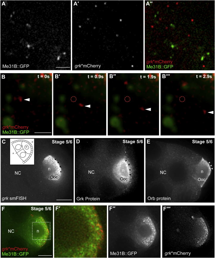 Figure 2