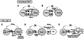 Figure 6. Proposed concept of the study. (A) Conventional CAR–T cells are inhibited by immune checkpoint molecules, such as PD–1 ligands. (B) Loss of the target antigen occurs after exposure to CAR–T ...
