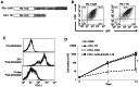 Figure 2. Generation of PD–1 CAR–T cells. (A) Gene constructs of PD–1 CAR. PD–1 TR represents a chimeric receptor lacking signaling domain to serve as a non–signaling control receptor. (B) Cell surfac...