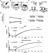 Figure 5. CD80 inhibits PD–1 CAR binding to PD–L1 and attenuates cytotoxicity. (A) Surface expression of CD80 in 19–HeLa cells after transduction of CD80. (B) Surface expression of PD–L1 after treatme...