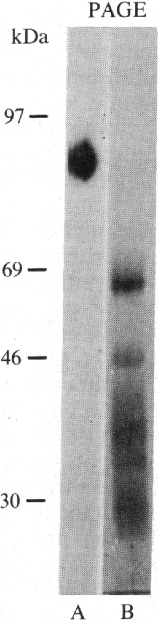 graphic file with name pnas00327-0310-a.jpg