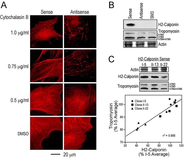 Fig. 8.