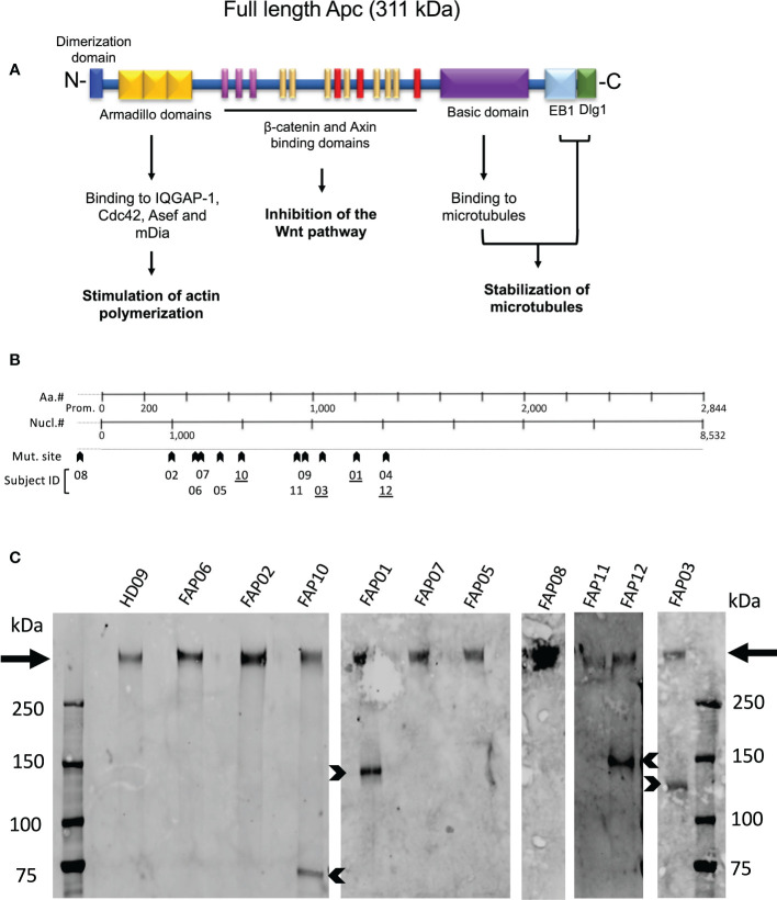 Figure 2