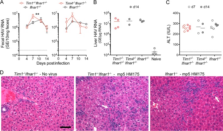 FIG 3 