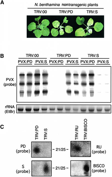 Figure 2.