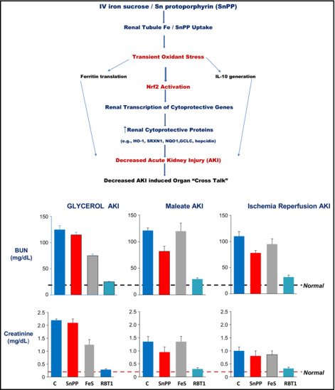 graphic file with name PHY2-10-e15507-g007.jpg