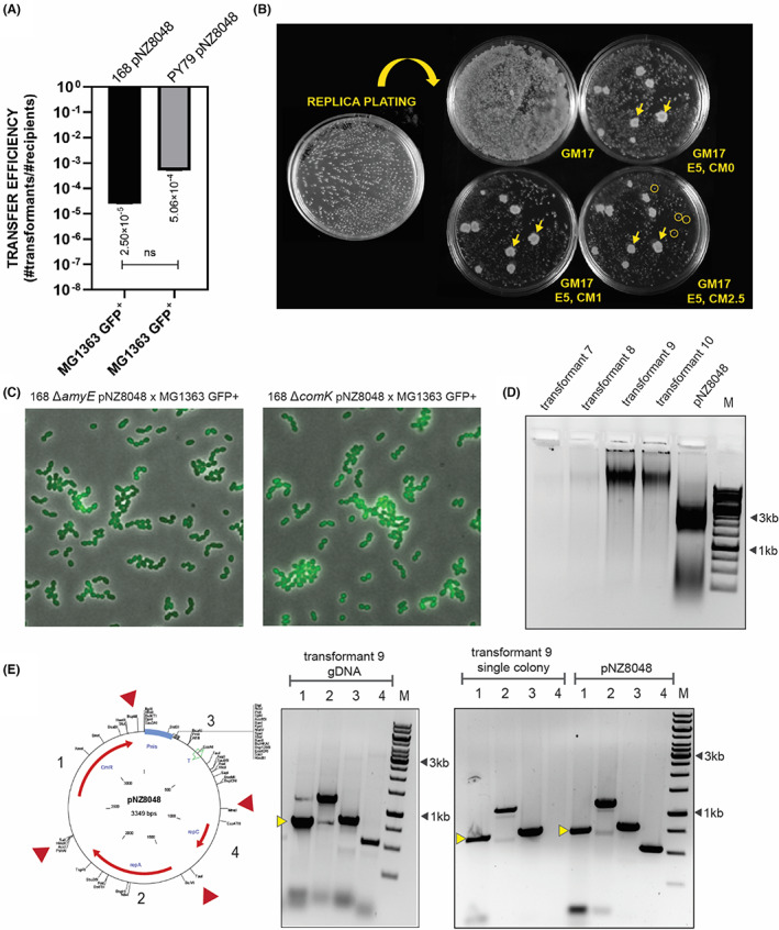 FIGURE 3